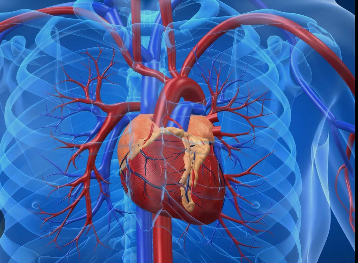 Sistema Cardiovascular
